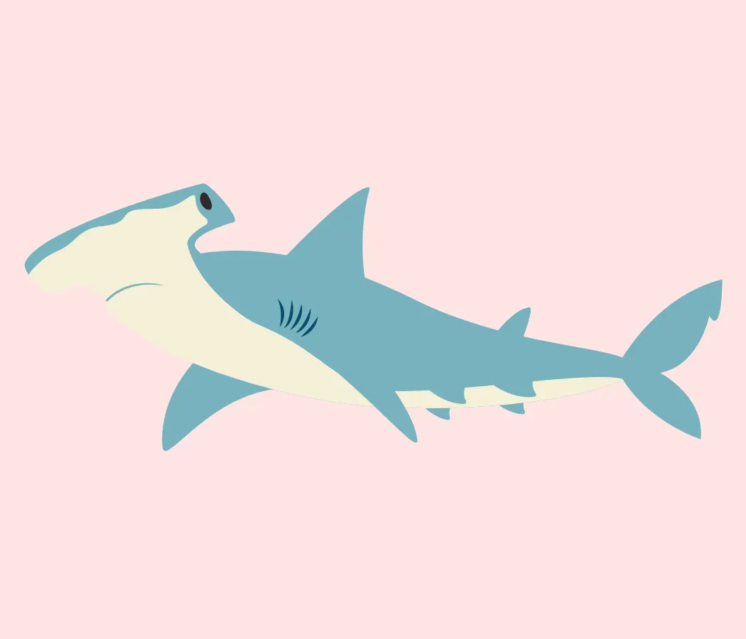 Kumpulan Gambar Ikan Hiu Terbagus dan Terlengkap 16 Gambar Ikan Hiu