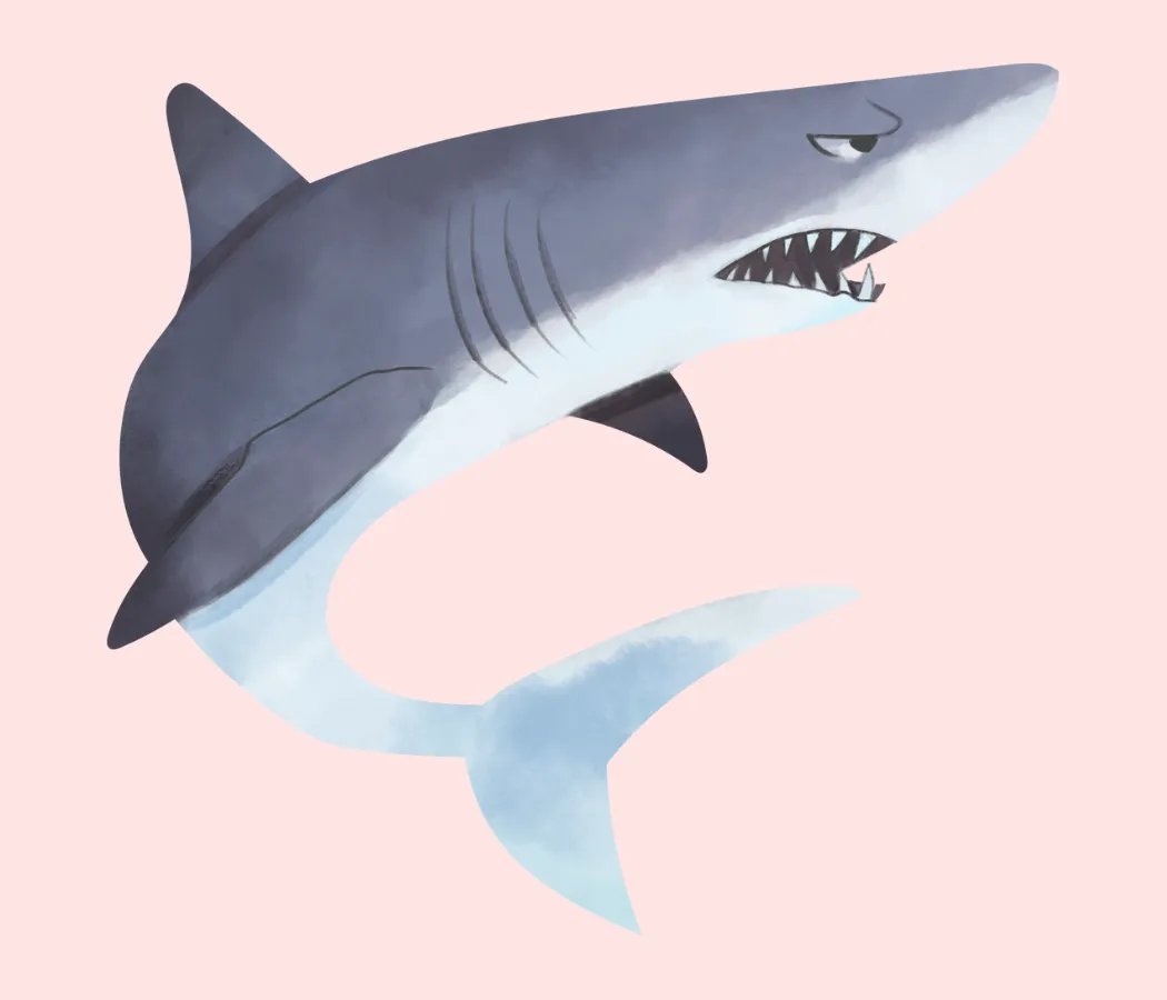 Kumpulan Gambar Ikan Hiu Terbagus dan Terlengkap 27 Gambar Ikan Hiu