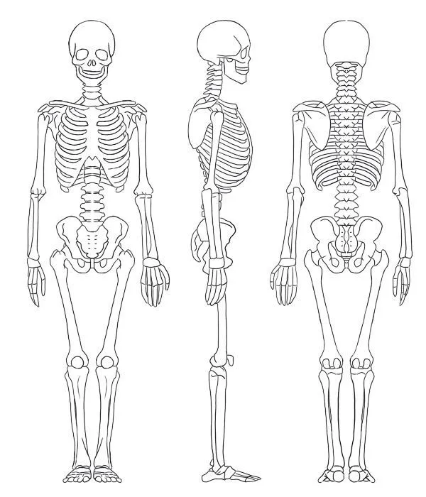 Kumpulan Gambar Kerangka Manusia Terbagus dan Terlengkap 13 Gambar Kerangka Manusia