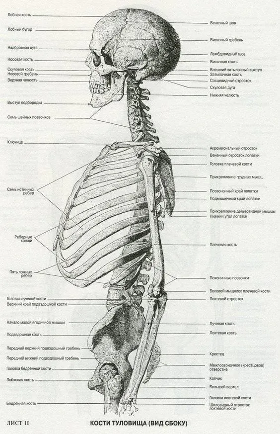 Kumpulan Gambar Kerangka Manusia Terbagus dan Terlengkap 17 Gambar Kerangka Manusia