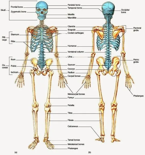 Kumpulan Gambar Kerangka Manusia Terbagus dan Terlengkap 7 Gambar Kerangka Manusia