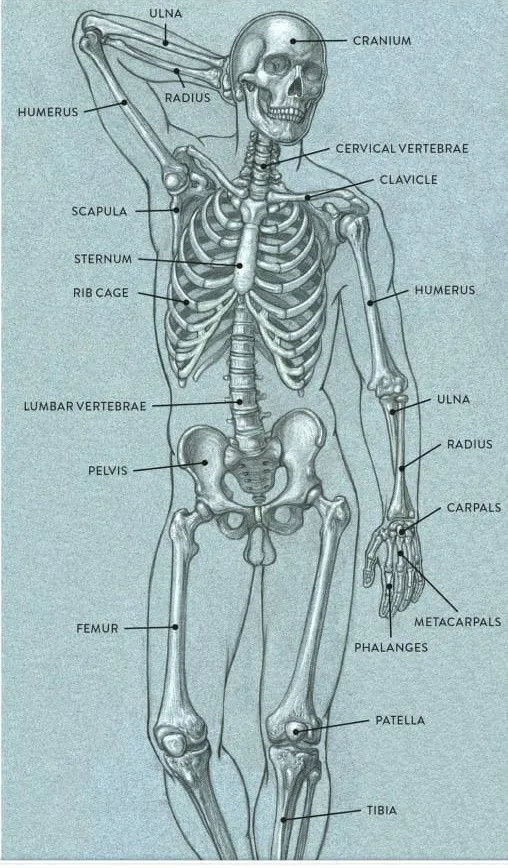 Kumpulan Gambar Kerangka Manusia Terbagus dan Terlengkap 8 Gambar Kerangka Manusia