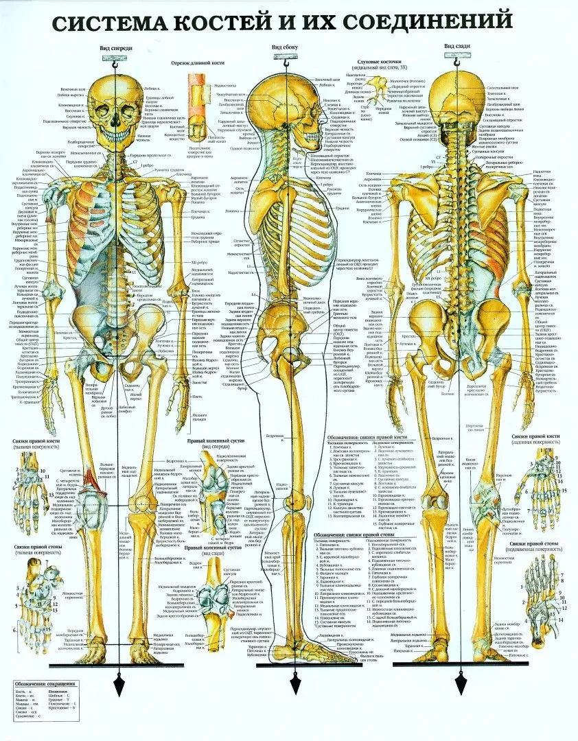 Kumpulan Gambar Kerangka Manusia Terbagus dan Terlengkap 10 Gambar Kerangka Manusia