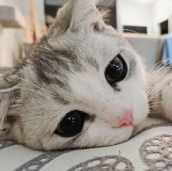 Kumpulan Gambar Kucing Sedih Terbagus dan Terlengkap 31 Gambar Kucing Sedih