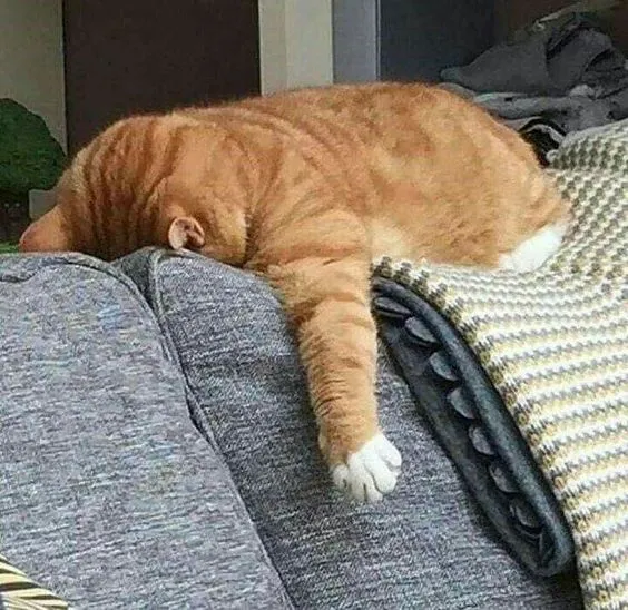 Kumpulan Gambar Kucing Sedih Terbagus dan Terlengkap 22 Gambar Kucing Sedih