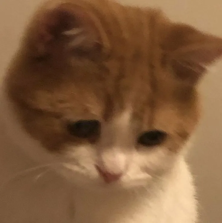 Kumpulan Gambar Kucing Sedih Terbagus dan Terlengkap 21 Gambar Kucing Sedih