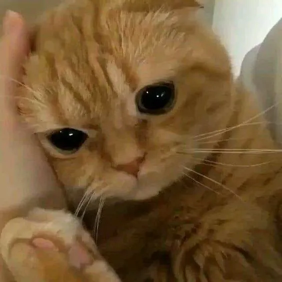 Kumpulan Gambar Kucing Sedih Terbagus dan Terlengkap 20 Gambar Kucing Sedih