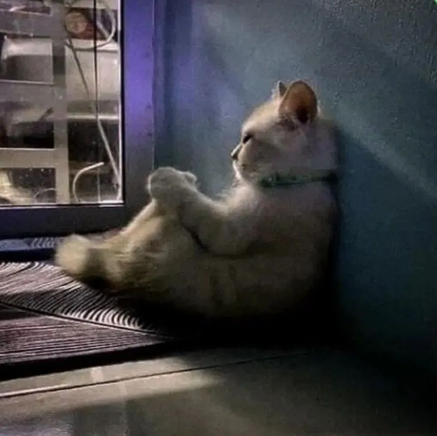 Kumpulan Gambar Kucing Sedih Terbagus dan Terlengkap 19 Gambar Kucing Sedih