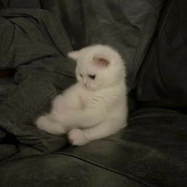 Kumpulan Gambar Kucing Sedih Terbagus dan Terlengkap 16 Gambar Kucing Sedih