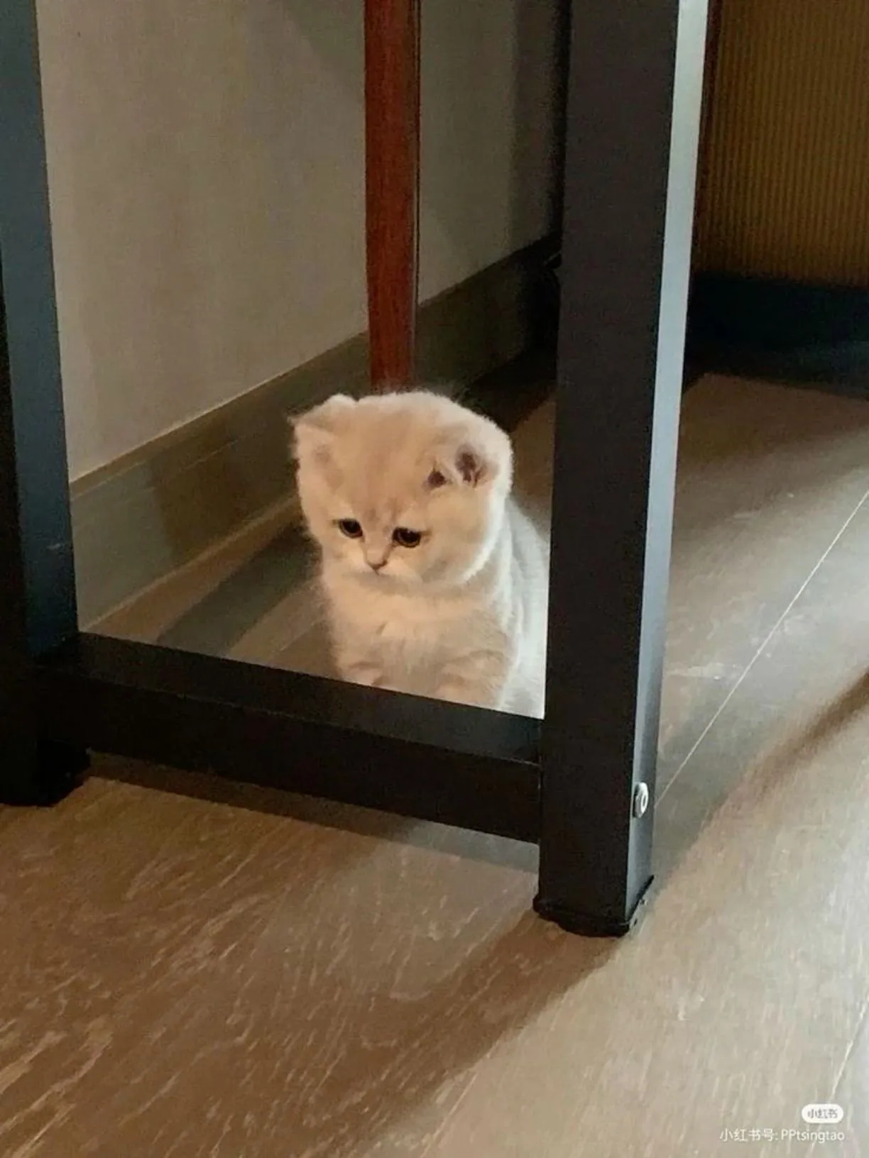 Kumpulan Gambar Kucing Sedih Terbagus dan Terlengkap 15 Gambar Kucing Sedih