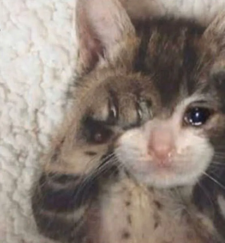 Kumpulan Gambar Kucing Sedih Terbagus dan Terlengkap 30 Gambar Kucing Sedih