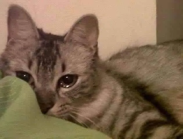 Kumpulan Gambar Kucing Sedih Terbagus dan Terlengkap 10 Gambar Kucing Sedih