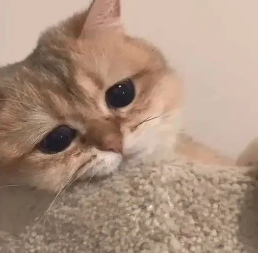 Kumpulan Gambar Kucing Sedih Terbagus dan Terlengkap 9 Gambar Kucing Sedih