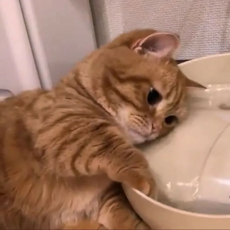 Kumpulan Gambar Kucing Sedih Terbagus dan Terlengkap 8 Gambar Kucing Sedih