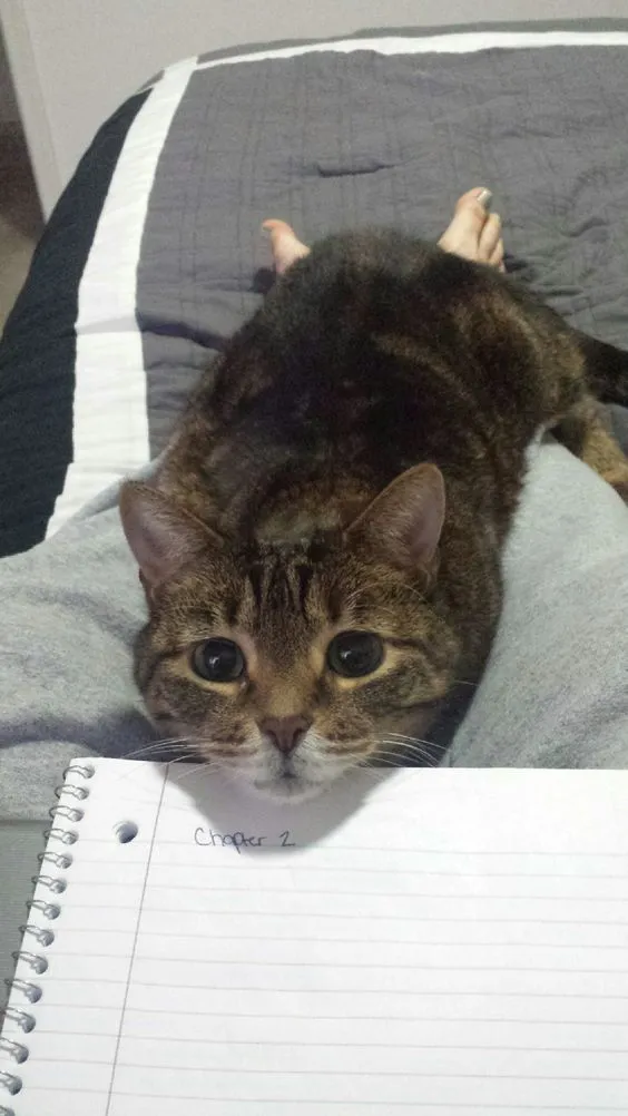 Kumpulan Gambar Kucing Sedih Terbagus dan Terlengkap 6 Gambar Kucing Sedih