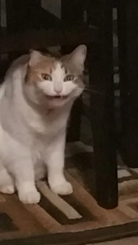 Kumpulan Gambar Kucing Sedih Terbagus dan Terlengkap 5 Gambar Kucing Sedih