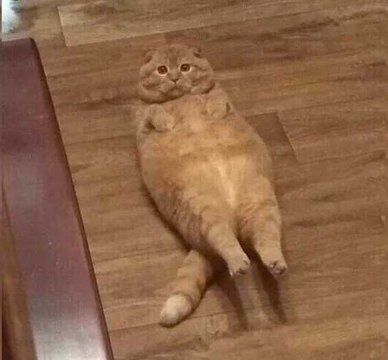 Kumpulan Gambar Kucing Sedih Terbagus dan Terlengkap 4 Gambar Kucing Sedih