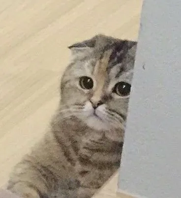 Kumpulan Gambar Kucing Sedih Terbagus dan Terlengkap 29 Gambar Kucing Sedih