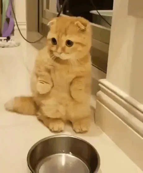 Kumpulan Gambar Kucing Sedih Terbagus dan Terlengkap 2 Gambar Kucing Sedih