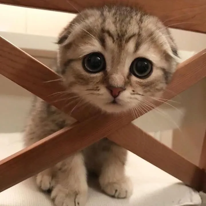 Kumpulan Gambar Kucing Sedih Terbagus dan Terlengkap 28 Gambar Kucing Sedih