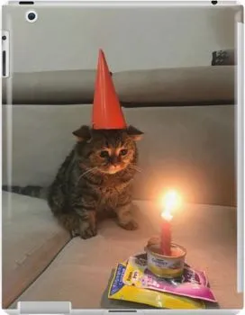 Kumpulan Gambar Kucing Sedih Terbagus dan Terlengkap 27 Gambar Kucing Sedih