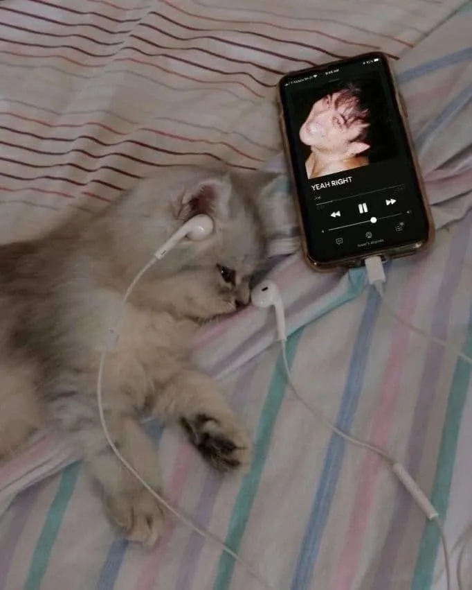 Kumpulan Gambar Kucing Sedih Terbagus dan Terlengkap 24 Gambar Kucing Sedih