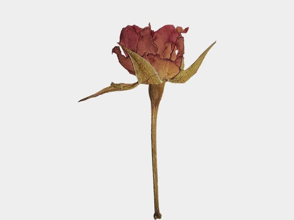 Kumpulan Gambar Mawar Merah Terbagus dan Terlengkap 31 Gambar Mawar Merah