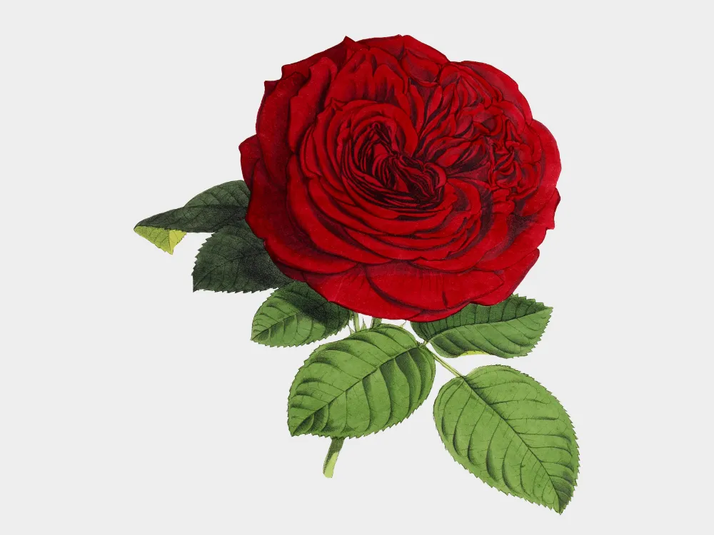 Kumpulan Gambar Mawar Merah Terbagus dan Terlengkap 22 Gambar Mawar Merah