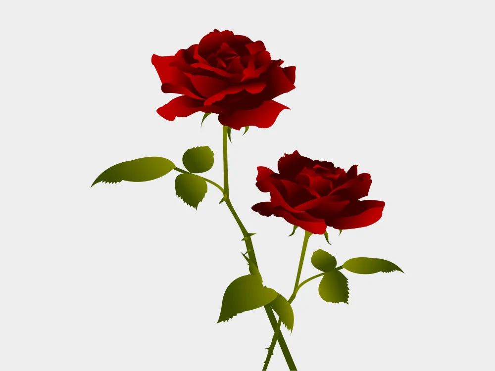 Kumpulan Gambar Mawar Merah Terbagus dan Terlengkap 15 Gambar Mawar Merah