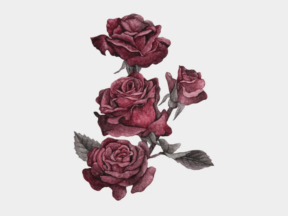 Kumpulan Gambar Mawar Merah Terbagus dan Terlengkap 3 Gambar Mawar Merah