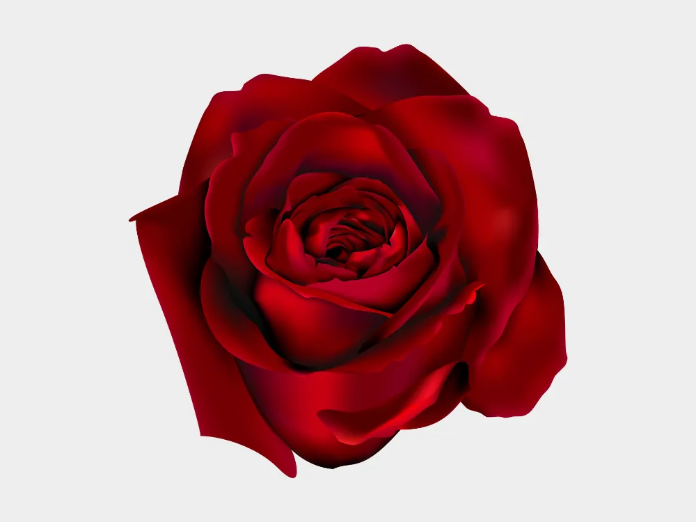 Kumpulan Gambar Mawar Merah Terbagus dan Terlengkap 25 Gambar Mawar Merah