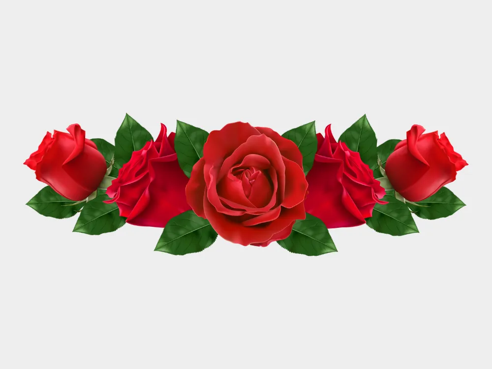 Kumpulan Gambar Mawar Merah Terbagus dan Terlengkap 24 Gambar Mawar Merah