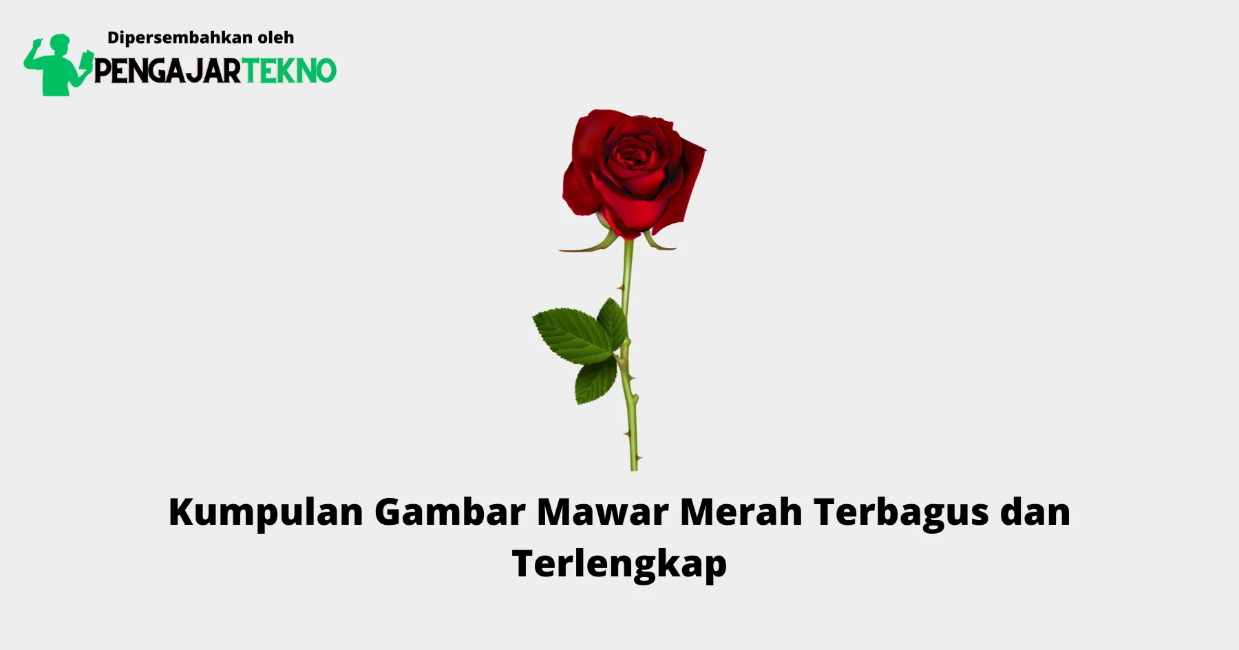 Gambar Mawar Merah