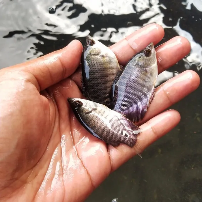 Kumpulan Gambar Ikan Gurame Terbagus dan Terlengkap 26 Gambar Ikan Gurame