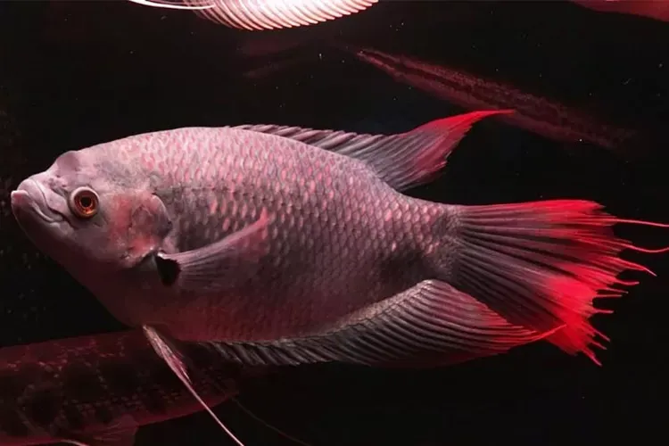 Kumpulan Gambar Ikan Gurame Terbagus dan Terlengkap 25 Gambar Ikan Gurame