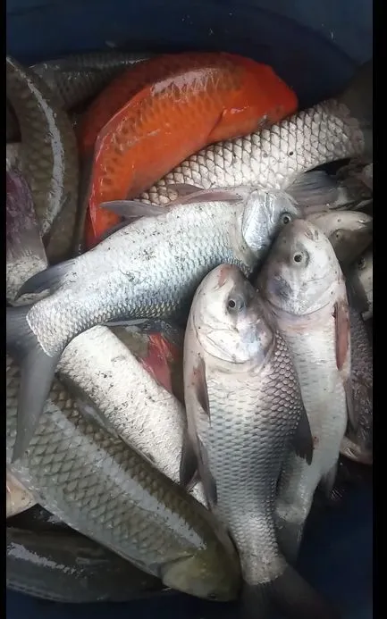 Kumpulan Gambar Ikan Gurame Terbagus dan Terlengkap 9 Gambar Ikan Gurame