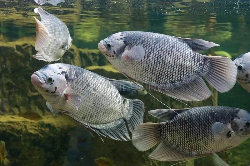 Kumpulan Gambar Ikan Gurame Terbagus dan Terlengkap 6 Gambar Ikan Gurame