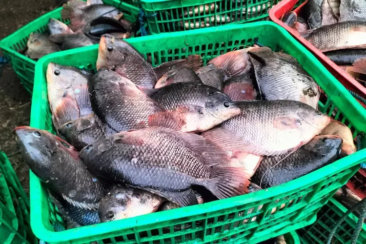 Kumpulan Gambar Ikan Gurame Terbagus dan Terlengkap 22 Gambar Ikan Gurame