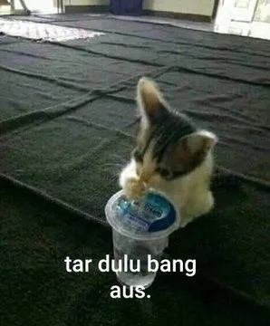 Kumpulan Foto Kucing Meme Paling Lucu Terbagus dan Terlengkap 31 Foto Kucing Meme