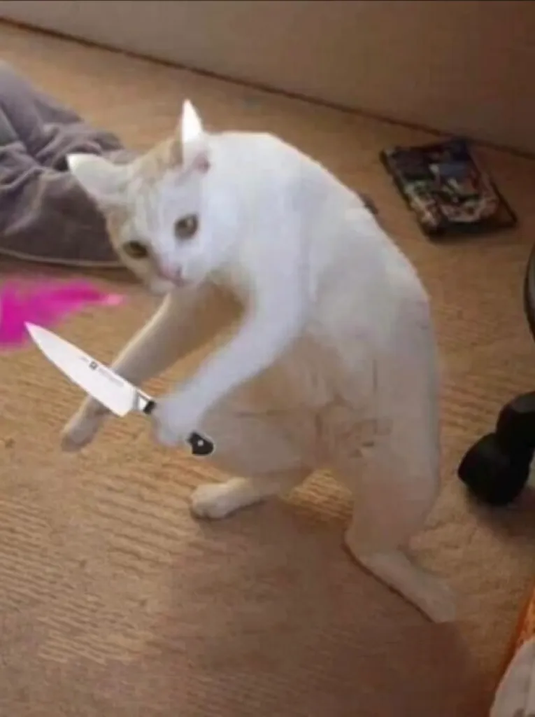 Kumpulan Foto Kucing Meme Paling Lucu Terbagus dan Terlengkap 10 Foto Kucing Meme