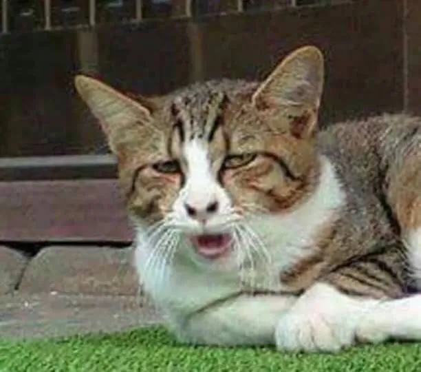 Kumpulan Foto Kucing Meme Paling Lucu Terbagus dan Terlengkap 22 Foto Kucing Meme