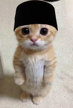 Kumpulan Foto Kucing Meme Paling Lucu Terbagus dan Terlengkap 21 Foto Kucing Meme