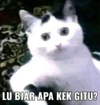 Kumpulan Foto Kucing Meme Paling Lucu Terbagus dan Terlengkap 17 Foto Kucing Meme