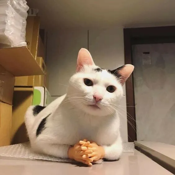 Kumpulan Foto Kucing Meme Paling Lucu Terbagus dan Terlengkap 15 Foto Kucing Meme