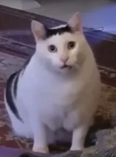 Kumpulan Foto Kucing Meme Paling Lucu Terbagus dan Terlengkap 12 Foto Kucing Meme