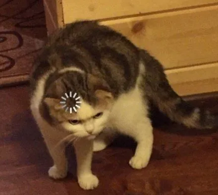 Kumpulan Foto Kucing Meme Paling Lucu Terbagus dan Terlengkap 11 Foto Kucing Meme