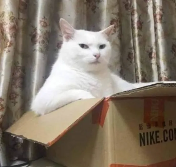 Kumpulan Foto Kucing Meme Paling Lucu Terbagus dan Terlengkap 9 Foto Kucing Meme