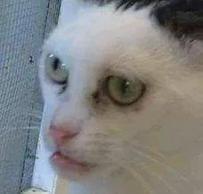 Kumpulan Foto Kucing Meme Paling Lucu Terbagus dan Terlengkap 7 Foto Kucing Meme