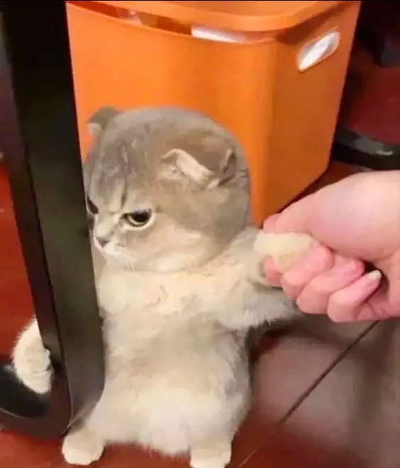 Kumpulan Foto Kucing Meme Paling Lucu Terbagus dan Terlengkap 3 Foto Kucing Meme