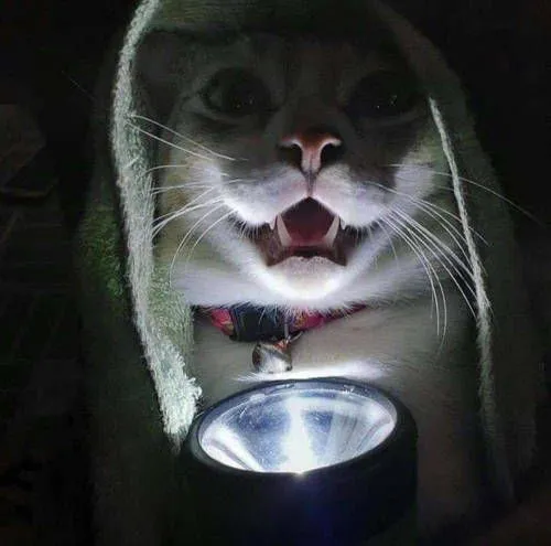 Kumpulan Foto Kucing Meme Paling Lucu Terbagus dan Terlengkap 30 Foto Kucing Meme